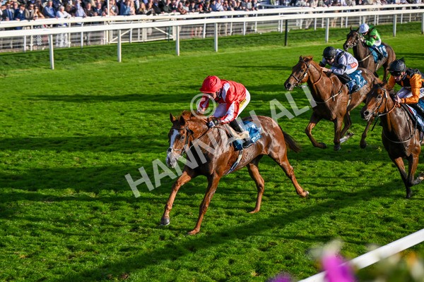 111025-Race 6-Berkshire Sundance-9041 - Race 6 Coral Racing Club Stayers Handicap at York