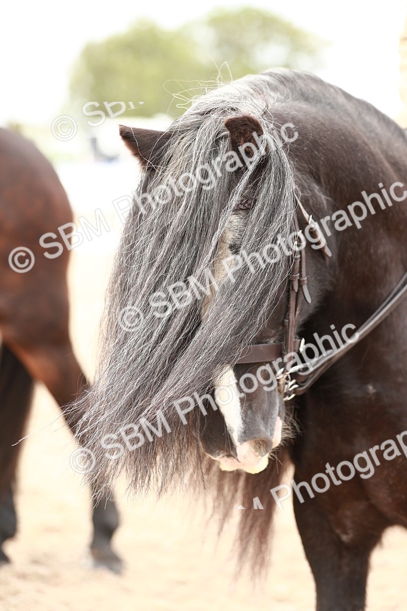 SBM_16724 - Class 214 Ridden Cob