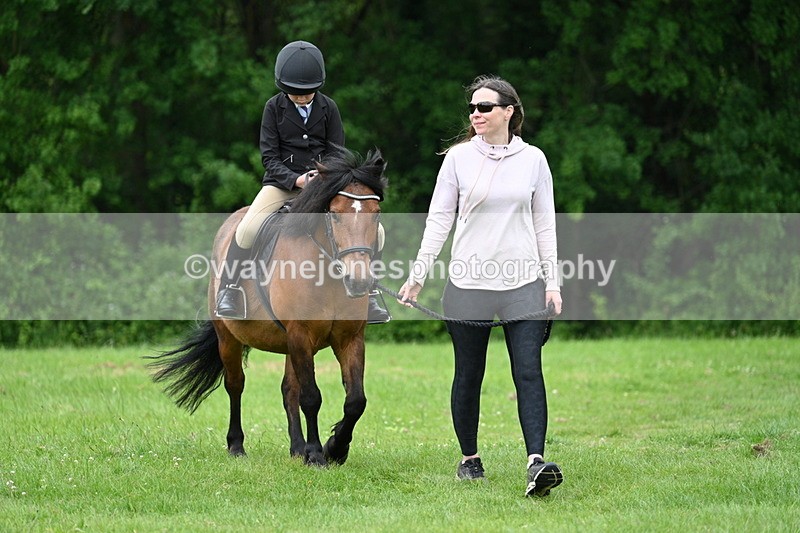 WJ7_4279 - Class 14A Handsome Gelding