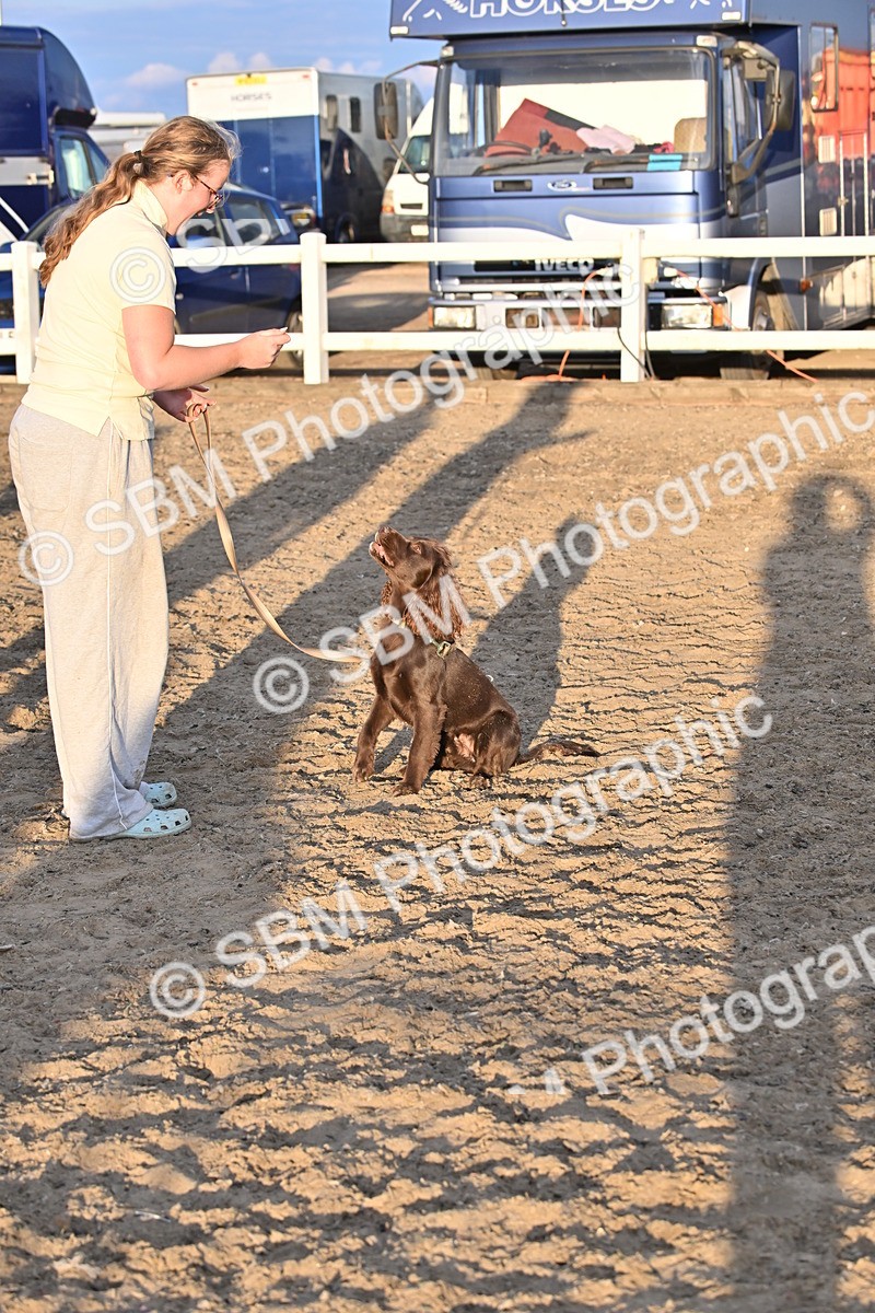 SBM_09671 - Lorry Dogs