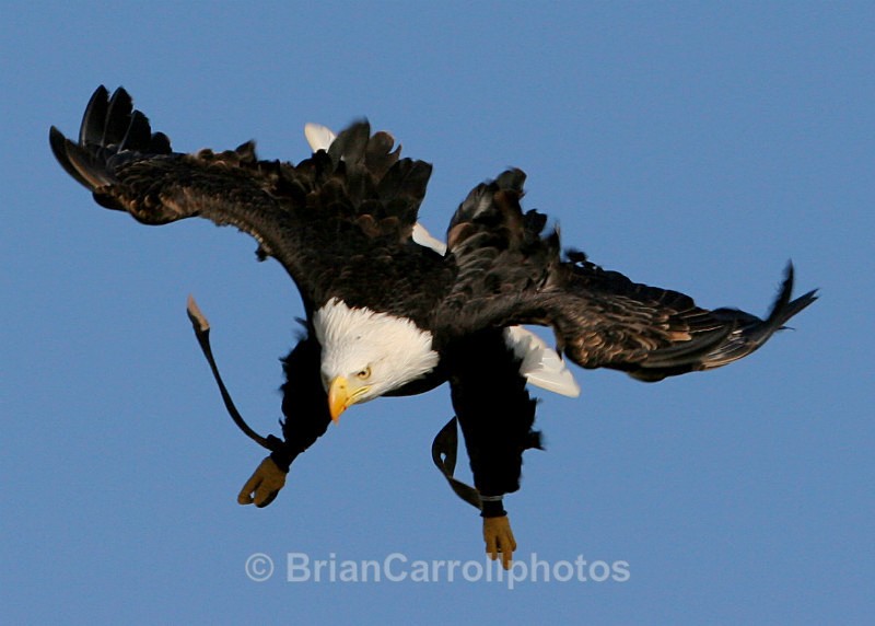 American Bald Eagle - Wildlife