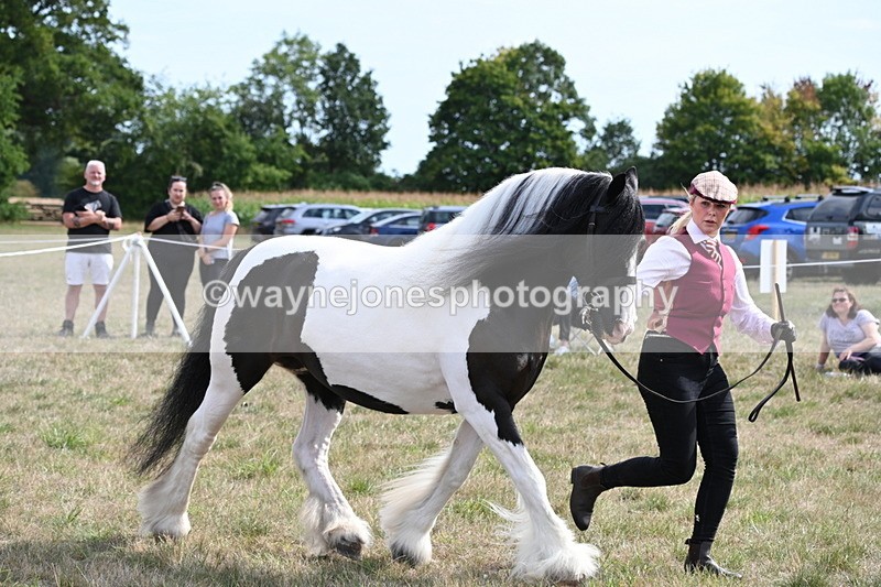 WJ6_6601 - Class 20 In-hand Cob