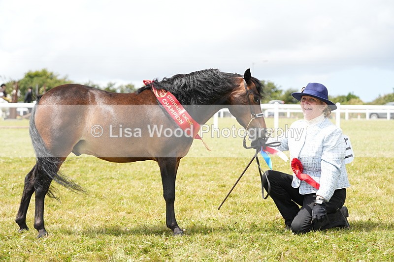 DSC06660 - Miniature Horse Championship