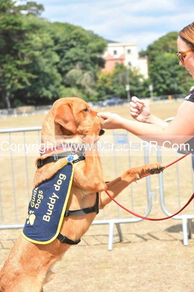 SH4_0230 - Dog show.