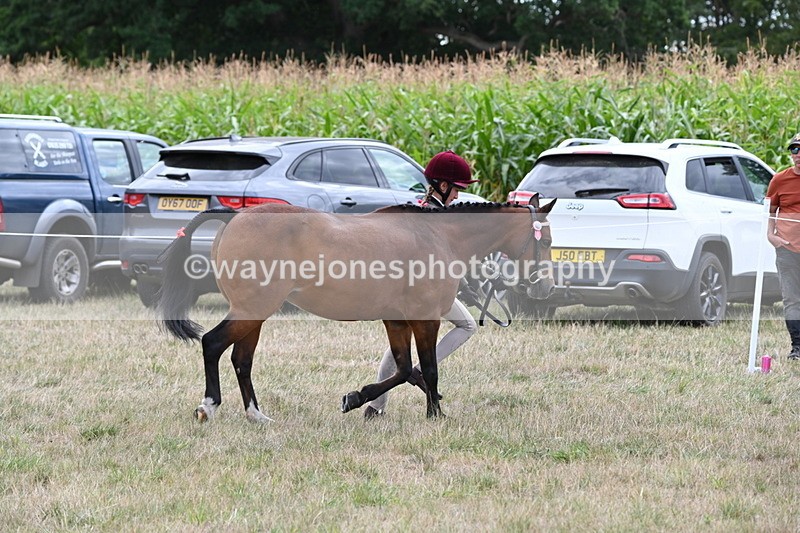 WJ6_6197 - Class 19 In-hand Veterans (Uploaded correct folder)