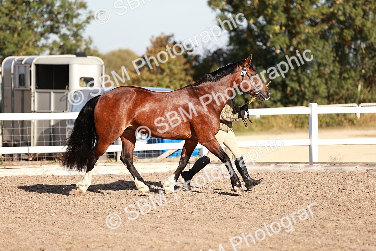 SBM_11377 - Class 402 - IH  Veteran pony