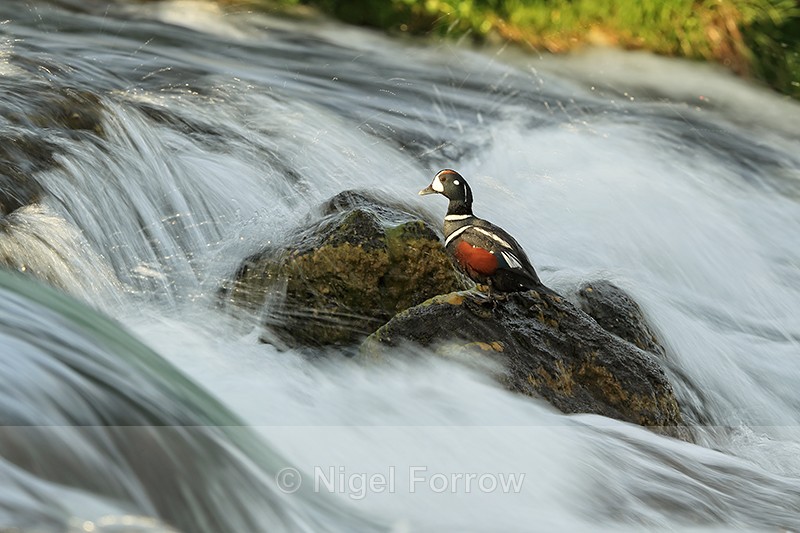 Harlequin Duck (male), blurred water, River Laxa, Iceland - Harlequin Duck