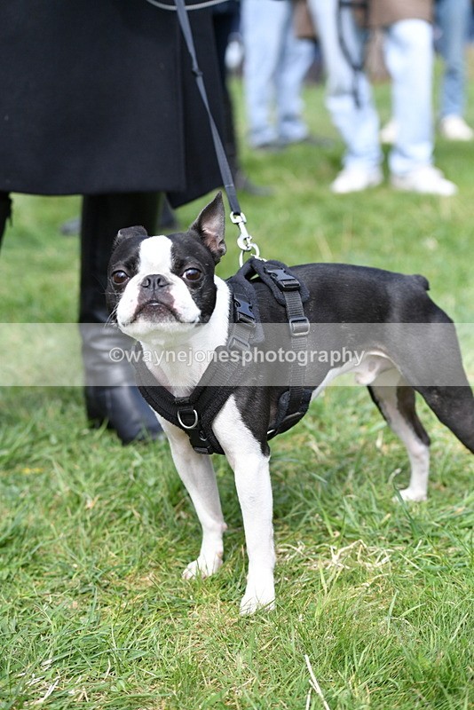 WJ5_0584 - Class 7 Best Terrier