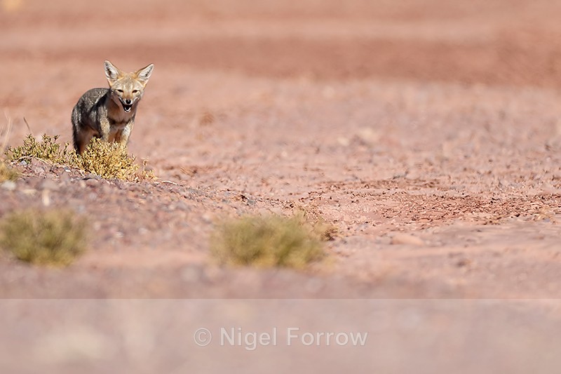 Chilla (South American Grey Fox), Atacama Desert, Chile - Chilla (South American Grey Fox)