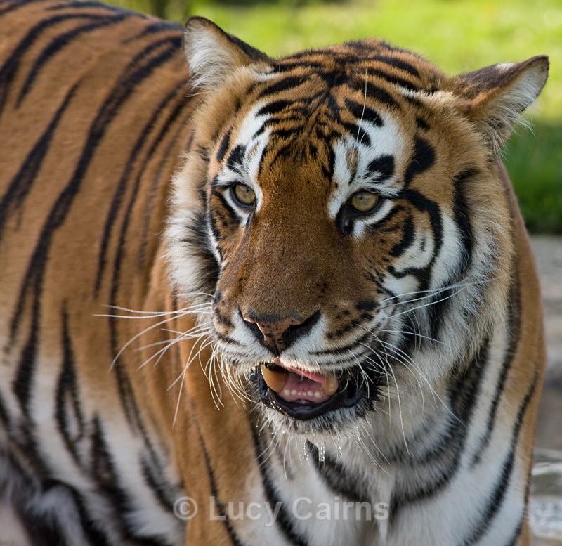  - Big Cats