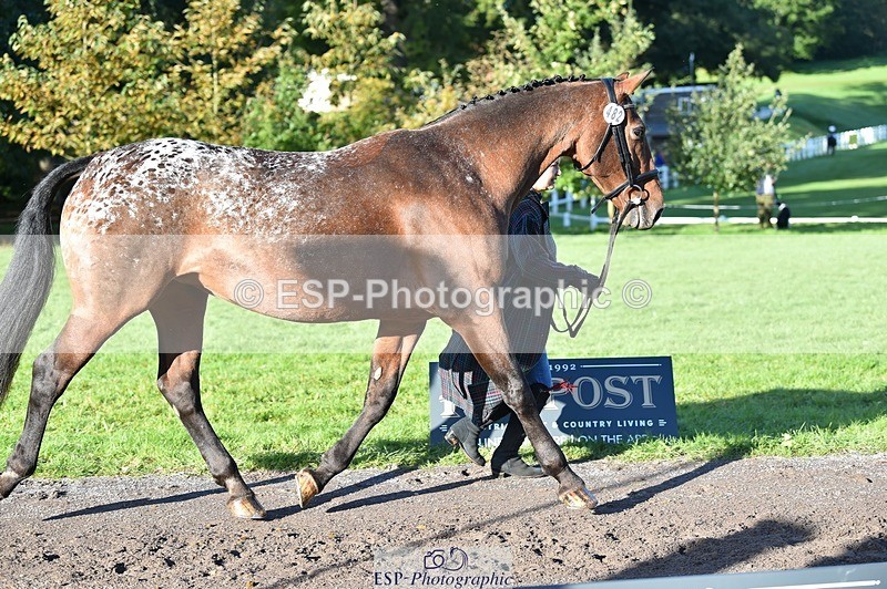 231022-100908-22266 - 482-ODDSPOT.VITAL.ELEMENT-Danielle.Davies-TrotUp+SJ
