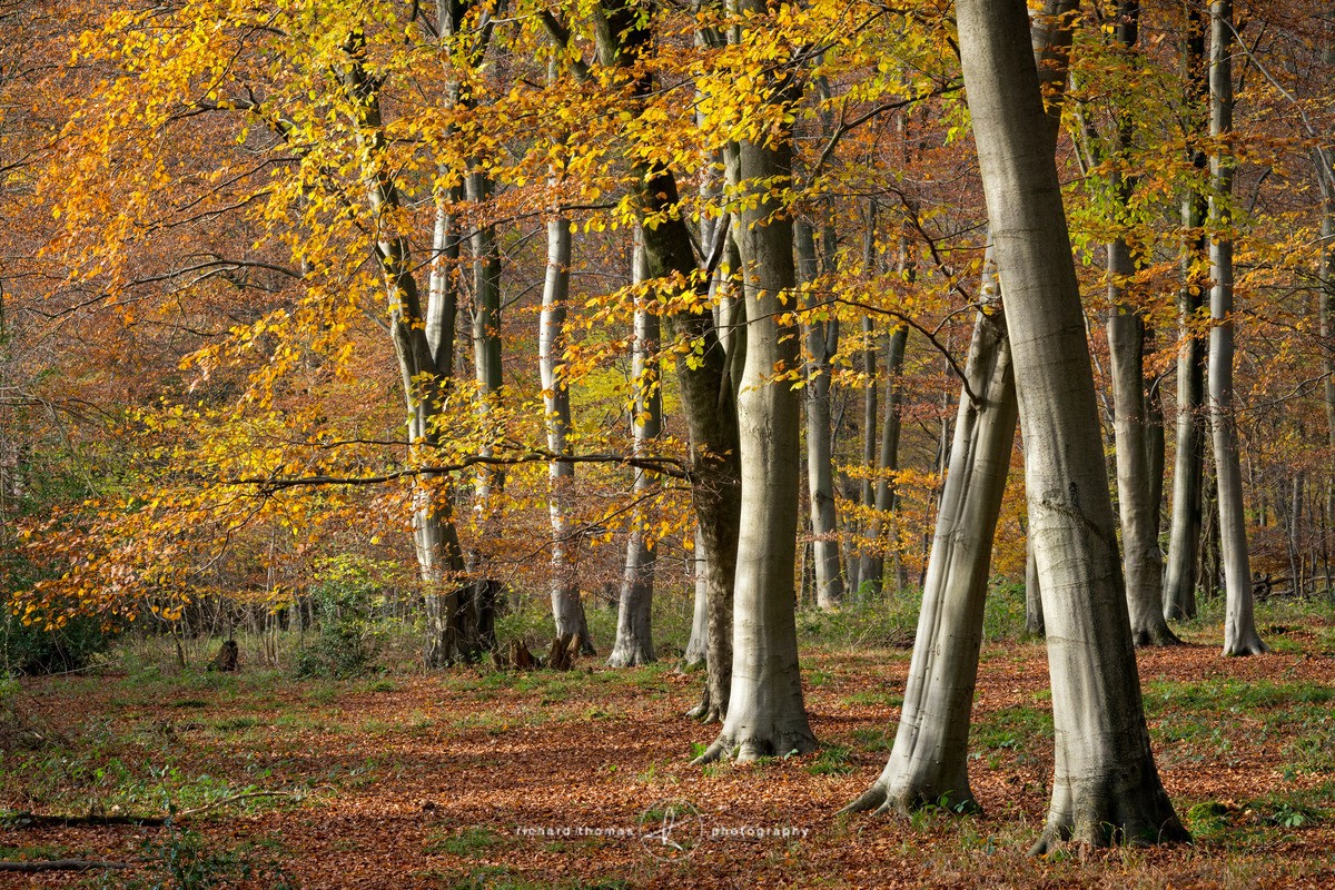 Vibrant Autumn woodland - Woodland
