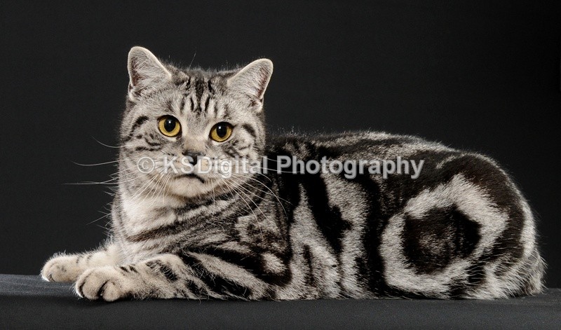 Catershan Silver Harriette (18) - Catershan British Shorthairs