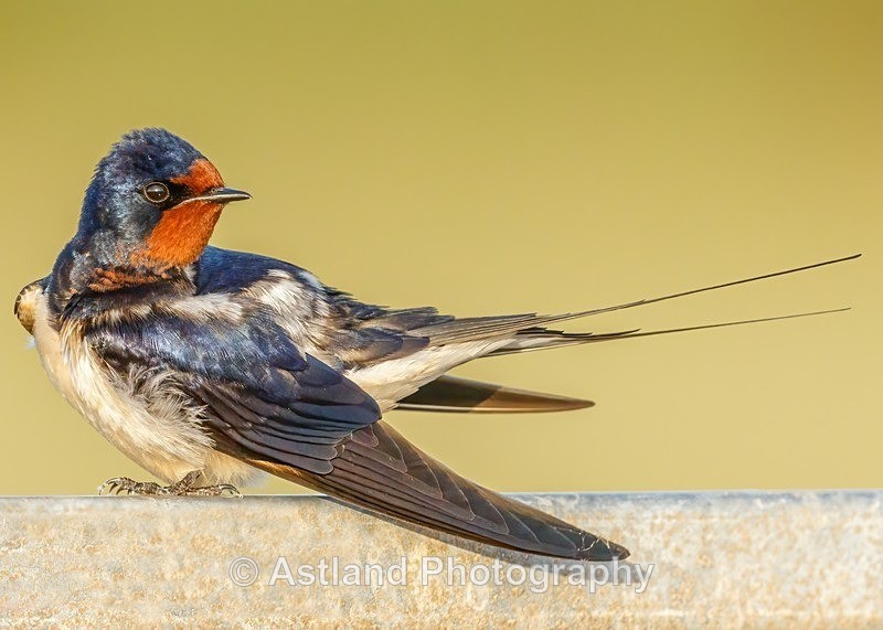 Astland Photography, Bird and Wildlife Images, Susan and Peter Wilson, U.K.