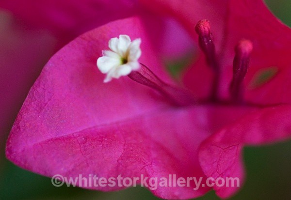 Pink Oleander - Up Close !