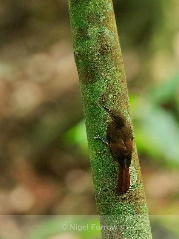 Tawny-winged Woodcreeper, Costa Rica - Tawny-winged Woodcreeper