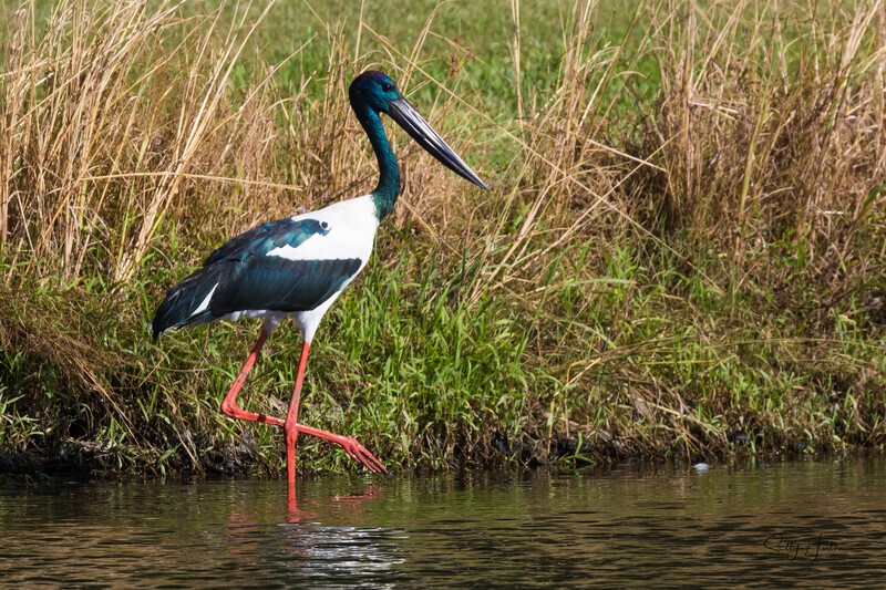 Jabiru male 3. 0A3A5764 - Jabiru