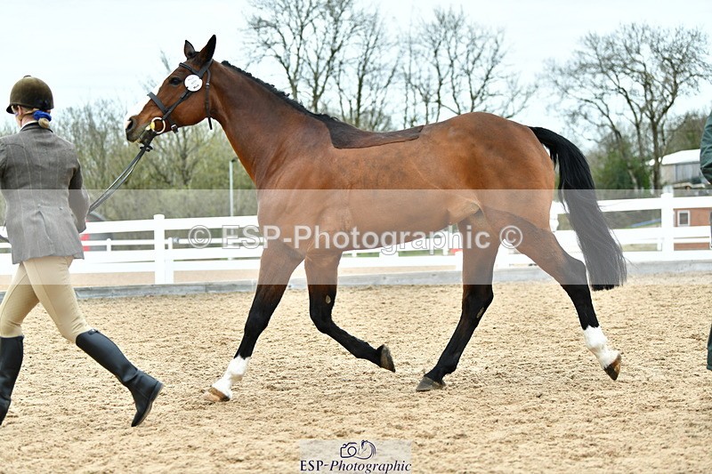 230416A-135458-04968 - Cls 60 Ridden Show Horse