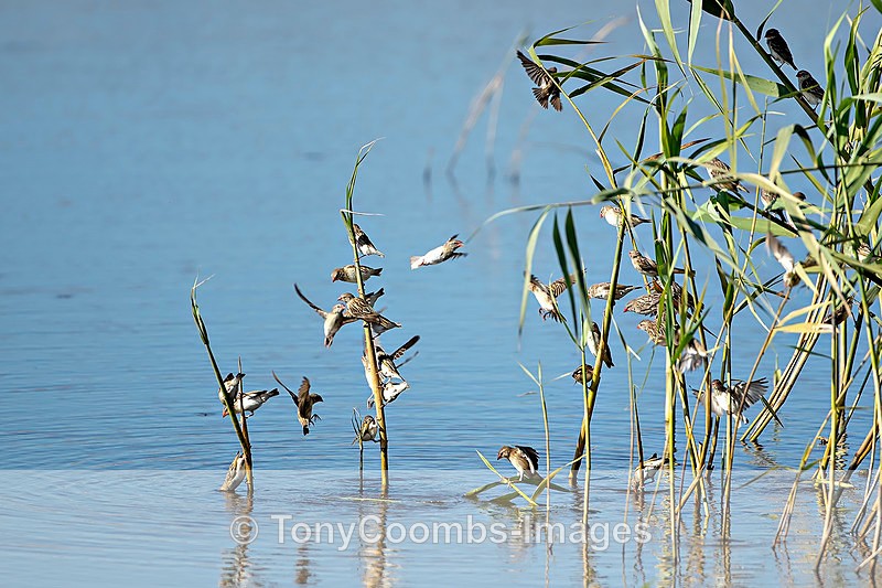 Red-billed Quelea - Etosha National Park ~ Birds