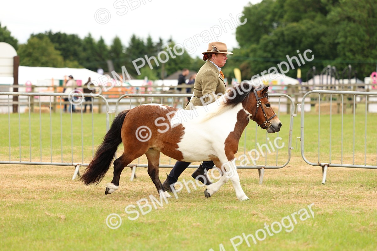 SBM_04354 - Class 64-67 - Shetland Pony In Hand