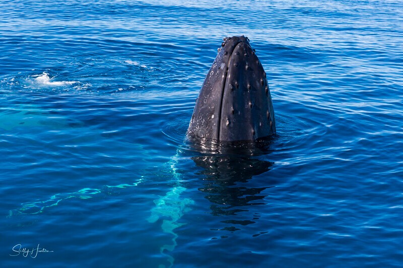 _16A1763 - 2024 Hervey Bay Whales
