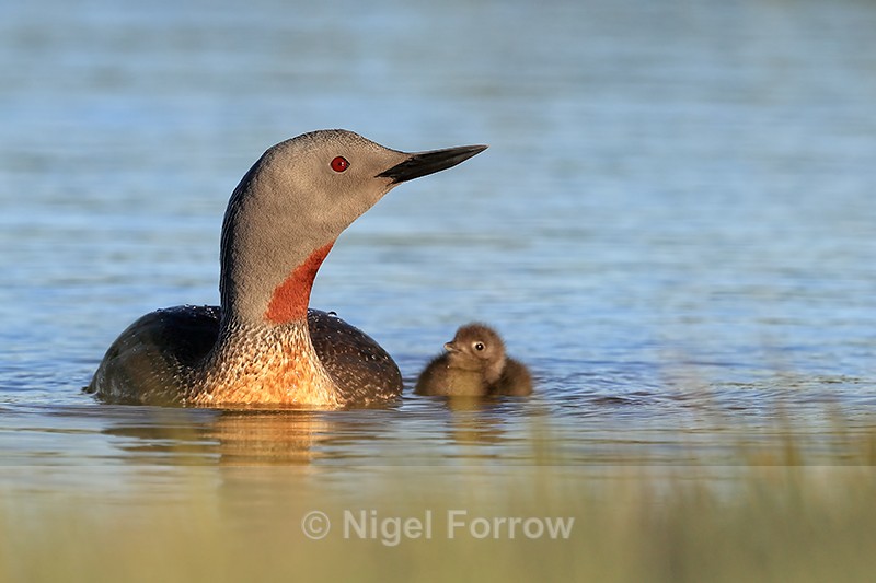 Red-throated Diver with chick, Floi, Iceland - Red-throated Diver
