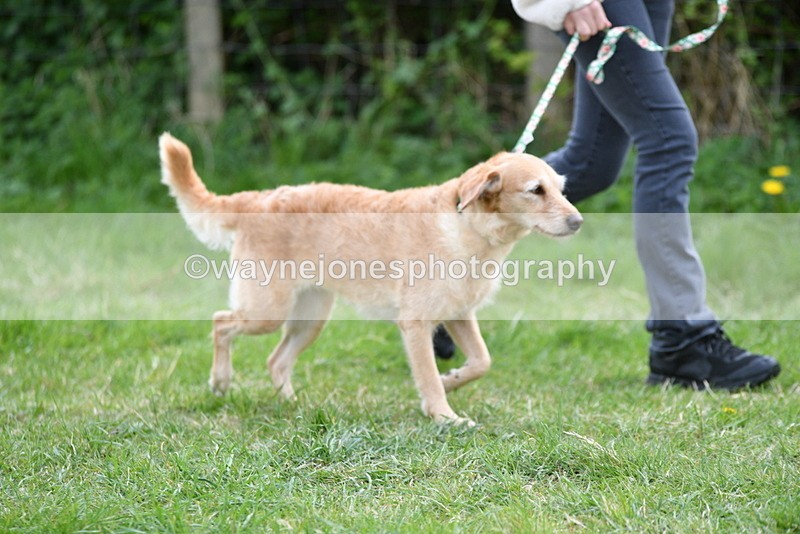 WJ5_9208 - Class 1 Best Cross Breed / Heniz 57