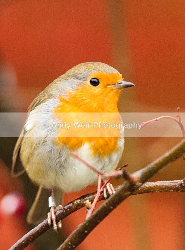 20120205-_MG_8485 - Robin
