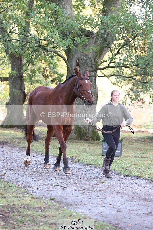261025A-091648-24397 - 3DE Unknown riders - Trot Up