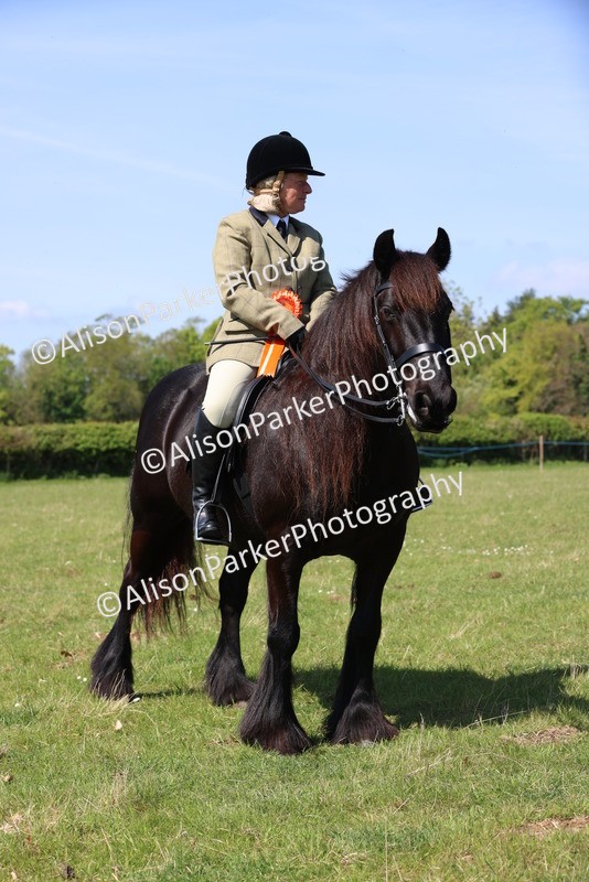 20250427-2523 - Class 19 - Mini Working Hunter