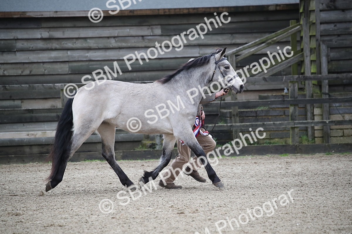 SBM_004132 - Class 1-4 - Young Stock classes Inc. In Hand Championship