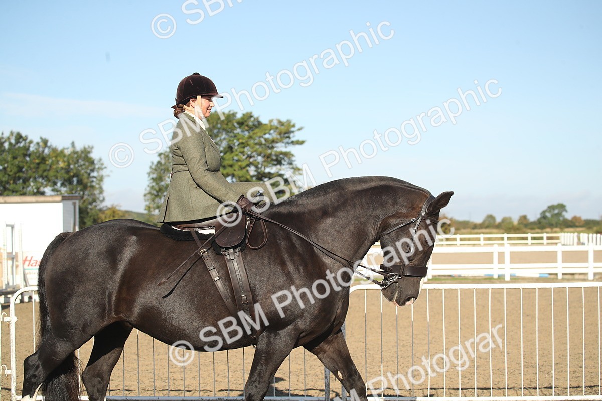 SBM_11246 - Class 501 -Riding Club Pony