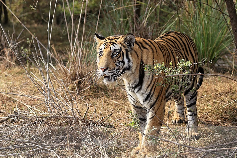 Bengal Tiger hesitates and looks, Panna, Madhya Pradesh, India - Tiger
