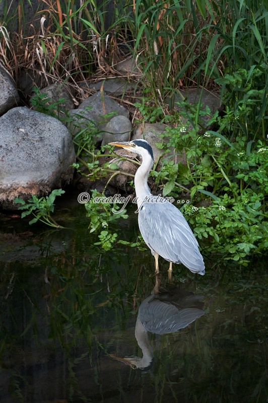 Grey Heron in River 2 - Nature