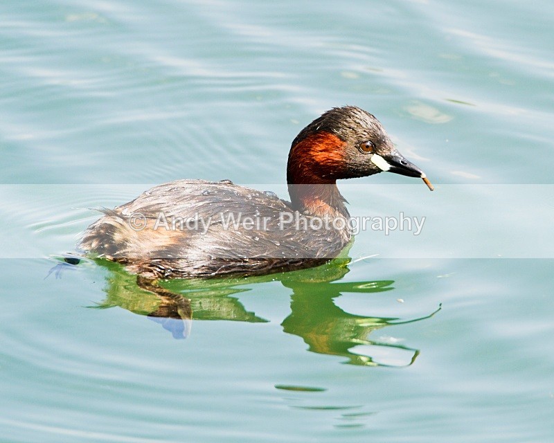 20100522_107 - Little Grebe