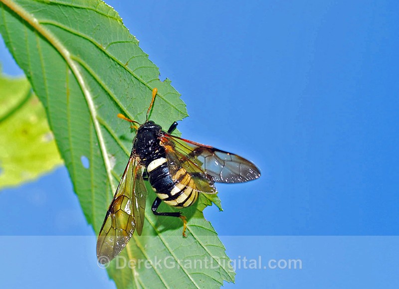 Cimbex Americana - Bees, Beetles, Bugs