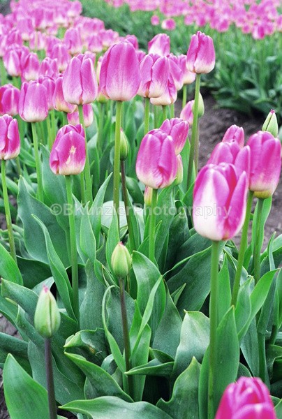  - Flowers