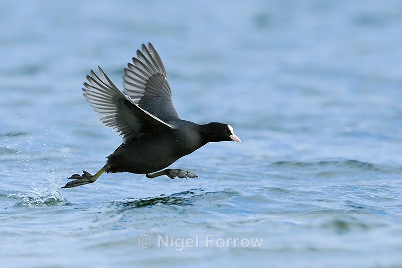 Coot running on water, Farmoor Reservoir - Coot