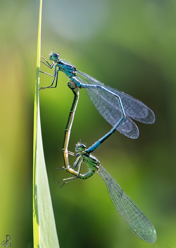 Macro photography by Diana Uzun