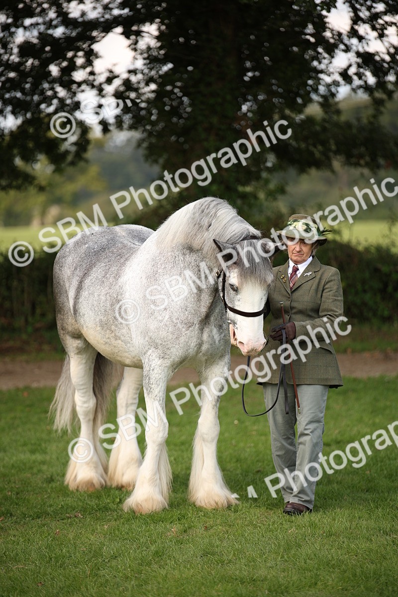 SBM_62298 - S55 - Traditional Cob In Hand