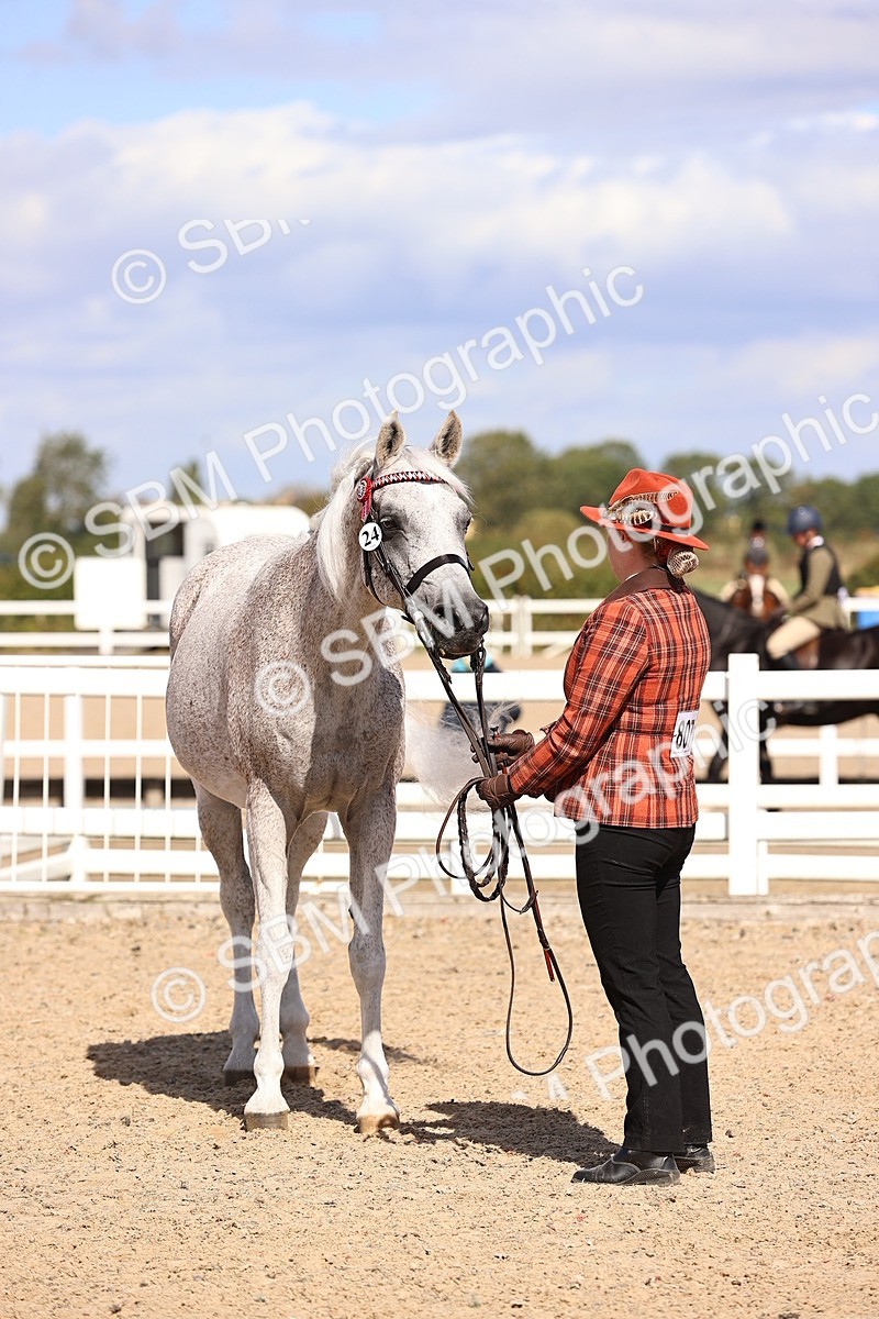 SBM_14390 - Class 412 - Handsomest Gelding (IH or Ridden)Adult