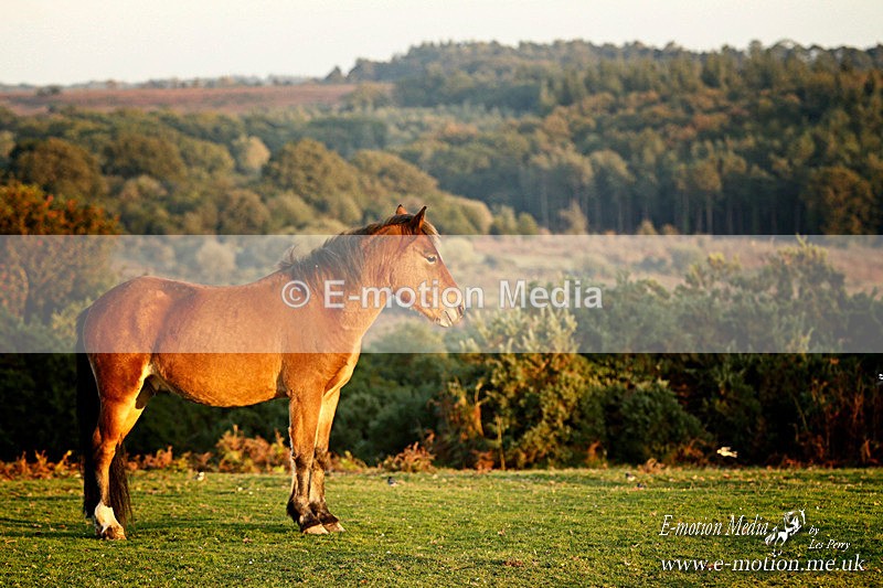 NFP 121015 414a - Equestrian