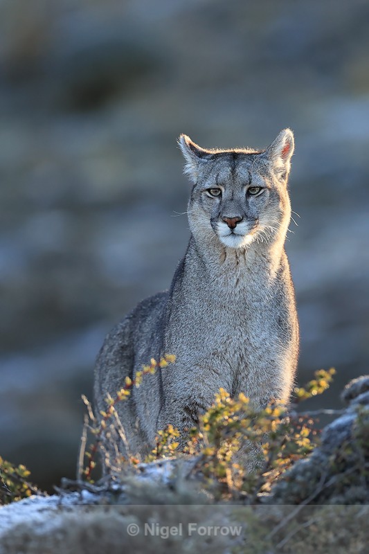 Puma near Torres del Paine National Park, Chile - Puma