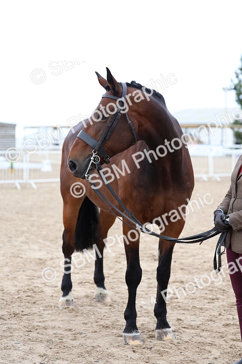 SBM_05742 - Class 28 - IH Veteran Horse