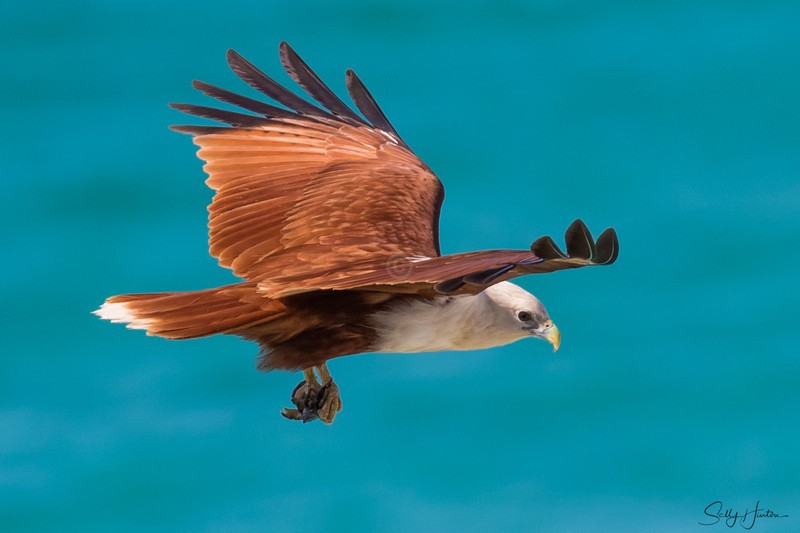 Brahminy Kite with Crab 2