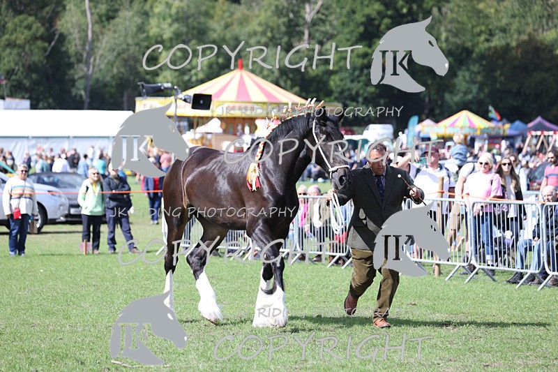 APP_3206 - Class 3 Youngstock