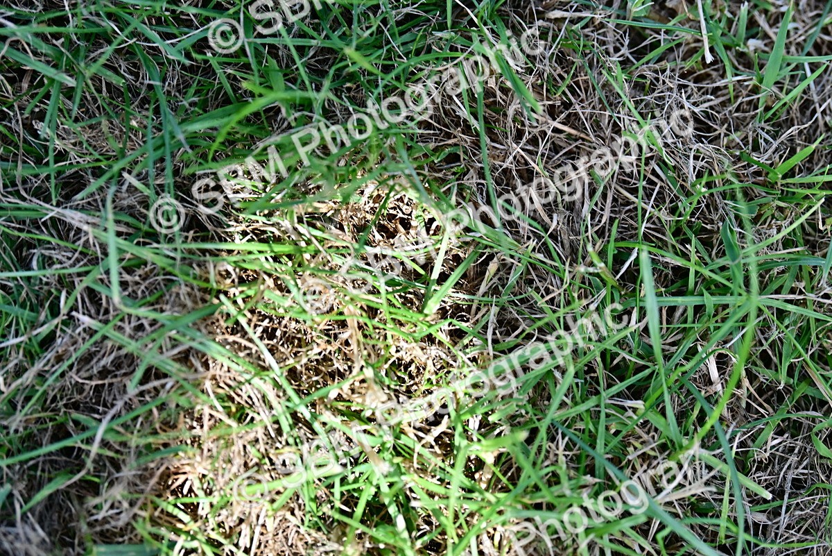SBM_03402