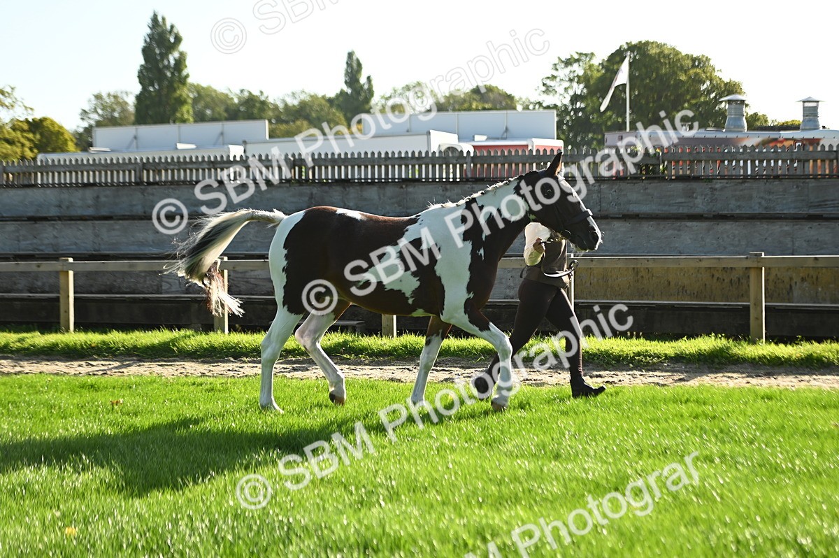 SBM_14727 - S1 - TSR in Hand Horse & Pony Showing