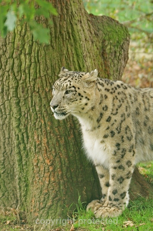 Ranschan, the male snow leopard at WHF