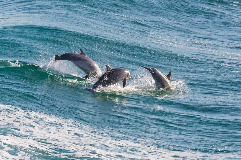Dolphins jumping out of a wave - Dolphins